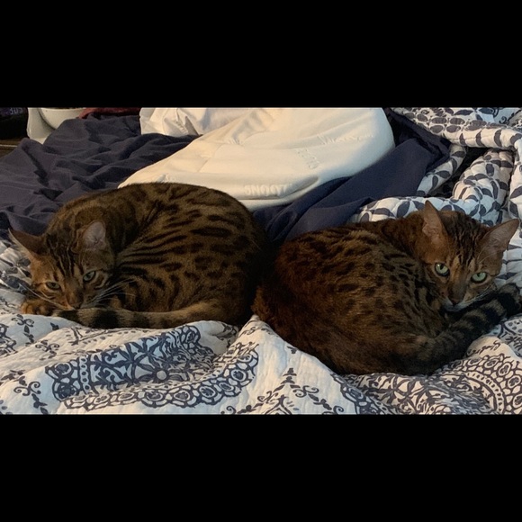 Meet Moe & Joey; @Leiaslounge’s cats - Picture 2 of 3